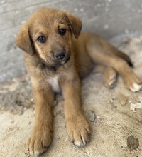 VITUS, Hund, Mischlingshund in Griechenland - Bild 7