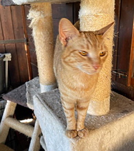 GALILEO, Katze, Europäisch Kurzhaar in Italien - Bild 2