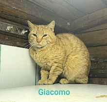 GIACOMO, Katze, Europäisch Kurzhaar in Italien - Bild 2