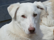 ODIN, Hund, Mischlingshund in Rumänien - Bild 1