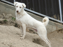 ODIN, Hund, Mischlingshund in Rumänien - Bild 2