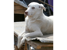 ODIN, Hund, Mischlingshund in Rumänien - Bild 3