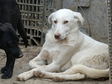 ODIN, Hund, Mischlingshund in Rumänien - Bild 4
