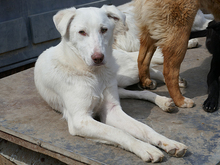 ODIN, Hund, Mischlingshund in Rumänien - Bild 6