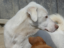 ODIN, Hund, Mischlingshund in Rumänien - Bild 7