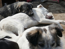 ODIN, Hund, Mischlingshund in Rumänien - Bild 9