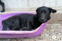 AURELIA, Hund, Mischlingshund in Kroatien - Bild 1