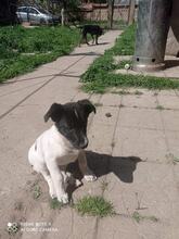 MONIK, Hund, Mischlingshund in Bulgarien - Bild 2