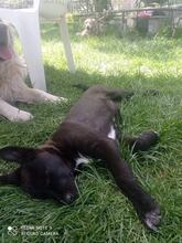 BONI, Hund, Mischlingshund in Bulgarien - Bild 1
