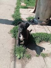 BONI, Hund, Mischlingshund in Bulgarien - Bild 2
