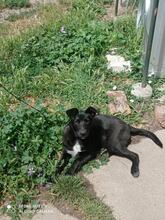 BONI, Hund, Mischlingshund in Bulgarien - Bild 4