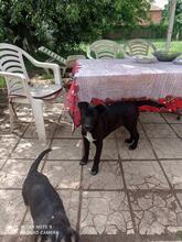 BONI, Hund, Mischlingshund in Bulgarien - Bild 6