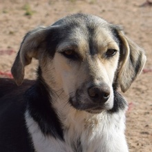 POPPY, Hund, Mischlingshund in Griechenland