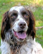 ALPHIE, Hund, English Setter-Mix in Italien - Bild 1