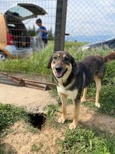 JENNY, Hund, Mischlingshund in Griechenland - Bild 1