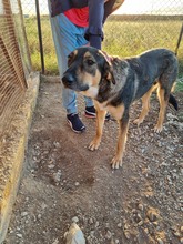 JENNY, Hund, Mischlingshund in Griechenland - Bild 4