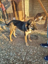 JENNY, Hund, Mischlingshund in Griechenland - Bild 5