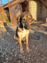 JENNY, Hund, Mischlingshund in Griechenland - Bild 8
