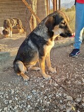 JENNY, Hund, Mischlingshund in Griechenland - Bild 9