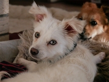 SHELLA, Hund, Mischlingshund in Möhnsen