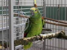 OTTO, Vogel, Blaustirnamazone in Hamburg