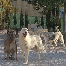 SETH, Hund, Herdenschutzhund-Mix in Spanien - Bild 10