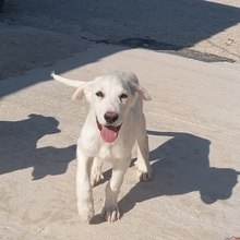 SETH, Hund, Herdenschutzhund-Mix in Spanien - Bild 12