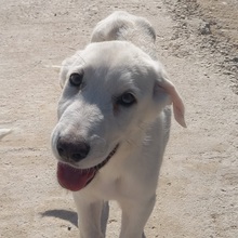 SETH, Hund, Herdenschutzhund-Mix in Spanien - Bild 18