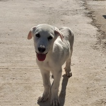 SETH, Hund, Herdenschutzhund-Mix in Spanien - Bild 19