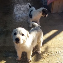 SETH, Hund, Herdenschutzhund-Mix in Spanien - Bild 22