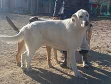 SETH, Hund, Herdenschutzhund-Mix in Spanien - Bild 3