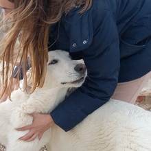 SETH, Hund, Herdenschutzhund-Mix in Spanien - Bild 31