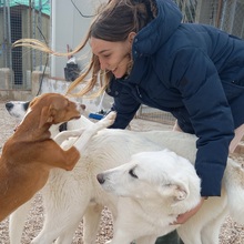 SETH, Hund, Herdenschutzhund-Mix in Spanien - Bild 32