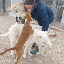 SETH, Hund, Herdenschutzhund-Mix in Spanien - Bild 33