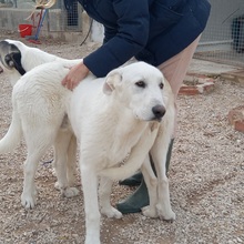 SETH, Hund, Herdenschutzhund-Mix in Spanien - Bild 34