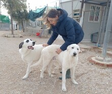 SETH, Hund, Herdenschutzhund-Mix in Spanien - Bild 36