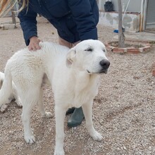 SETH, Hund, Herdenschutzhund-Mix in Spanien - Bild 37