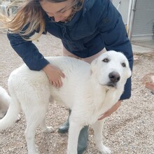 SETH, Hund, Herdenschutzhund-Mix in Spanien - Bild 38