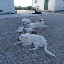 SETH, Hund, Herdenschutzhund-Mix in Spanien - Bild 39