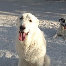 SETH, Hund, Herdenschutzhund-Mix in Spanien - Bild 5