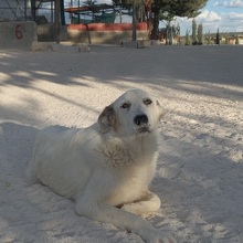 SETH, Hund, Herdenschutzhund-Mix in Spanien - Bild 9