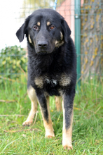 HECTOR, Hund, Deutscher Schäferhund-Mix in Kroatien - Bild 3