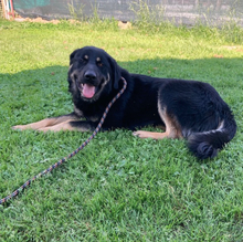 HECTOR, Hund, Deutscher Schäferhund-Mix in Kroatien - Bild 5