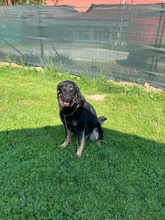HECTOR, Hund, Deutscher Schäferhund-Mix in Kroatien - Bild 6