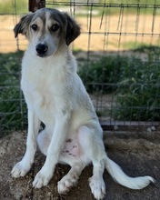 BUKUR, Hund, Mischlingshund in Griechenland - Bild 10