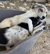 BUKUR, Hund, Mischlingshund in Griechenland - Bild 4