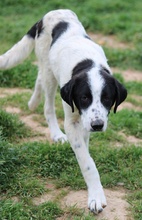 NEPTUN, Hund, Mischlingshund in Griechenland - Bild 6
