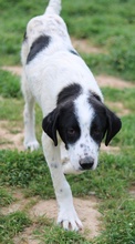 NEPTUN, Hund, Mischlingshund in Griechenland - Bild 7
