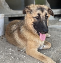 THUMPER, Hund, Mischlingshund in Griechenland - Bild 10