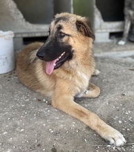 THUMPER, Hund, Mischlingshund in Griechenland - Bild 11